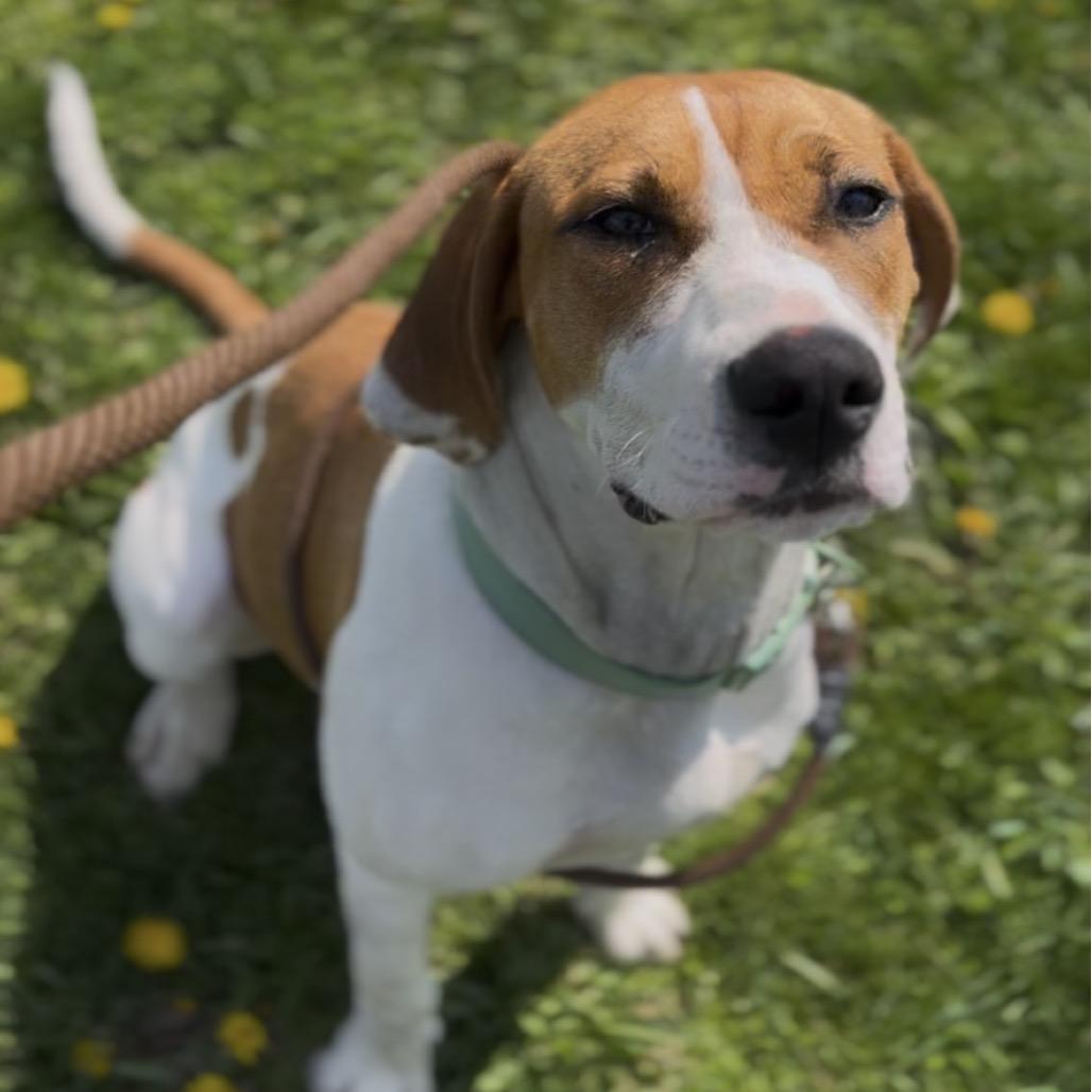 Enlarge Avery, a Adoptable mixed breed in Marysville, OH image 4/5