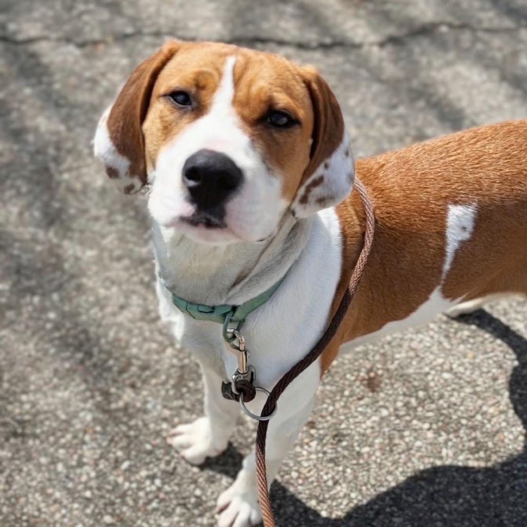 Enlarge Avery, a Adoptable mixed breed in Marysville, OH image 5/5