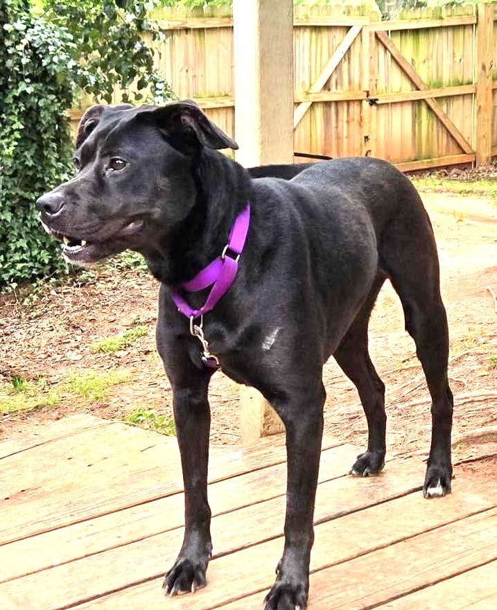 Odessa Darlng Family Doggie great with kids and dogs! Happy Soul, a Adoptable mixed breed in Virginia Beach, VA image 1/6