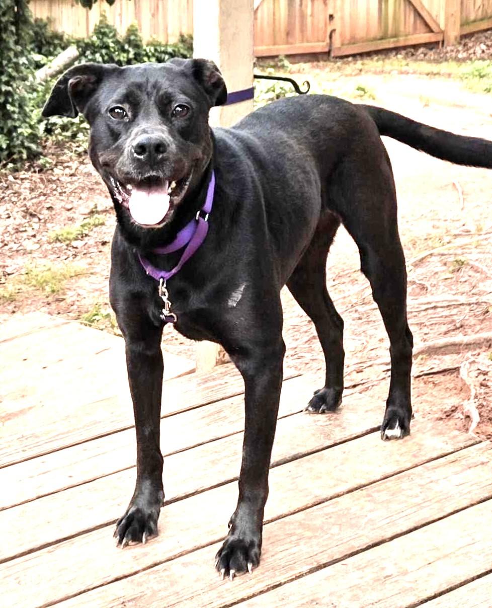 Odessa Darlng Family Doggie great with kids and dogs! Happy Soul, a Adoptable mixed breed in Virginia Beach, VA image 2/6