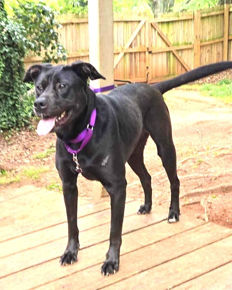 Odessa Darlng Family Doggie great with kids and dogs! Happy Soul, a Adoptable mixed breed in Virginia Beach, VA image 3/6