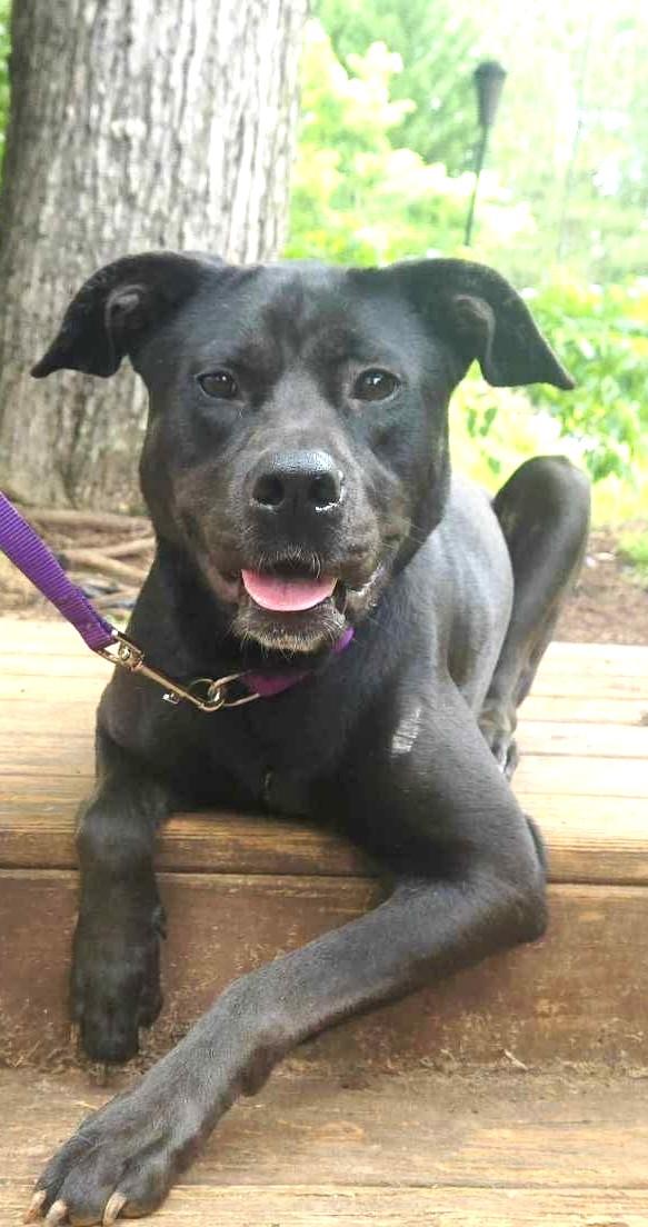 Odessa Darlng Family Doggie great with kids and dogs! Happy Soul, a Adoptable mixed breed in Virginia Beach, VA image 4/6