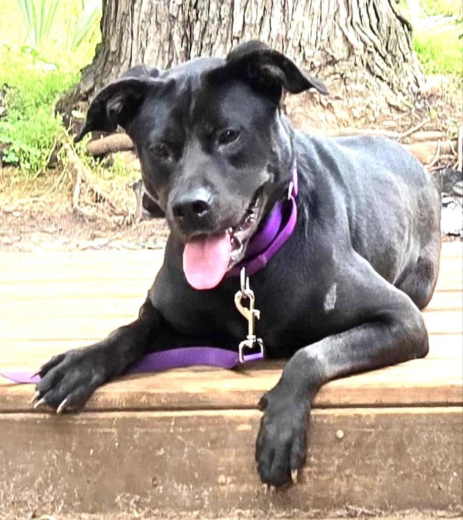 Odessa Darlng Family Doggie great with kids and dogs!  Happy Soul