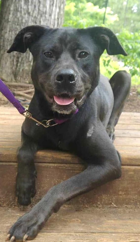 Odessa Darlng Family Doggie great with kids and dogs! Happy Soul, a Adoptable mixed breed in Virginia Beach, VA image 6/6