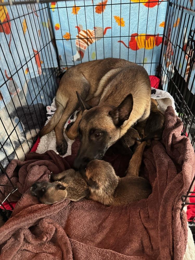 Desert Life Litter Momma