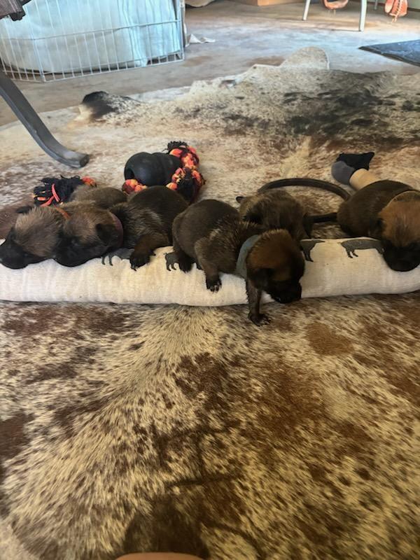 Desert Life Litter Momma thumbnail 3