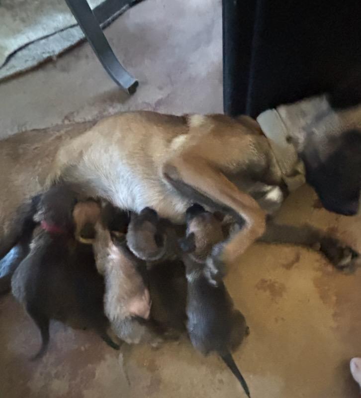 Desert Life Litter Momma thumbnail 4