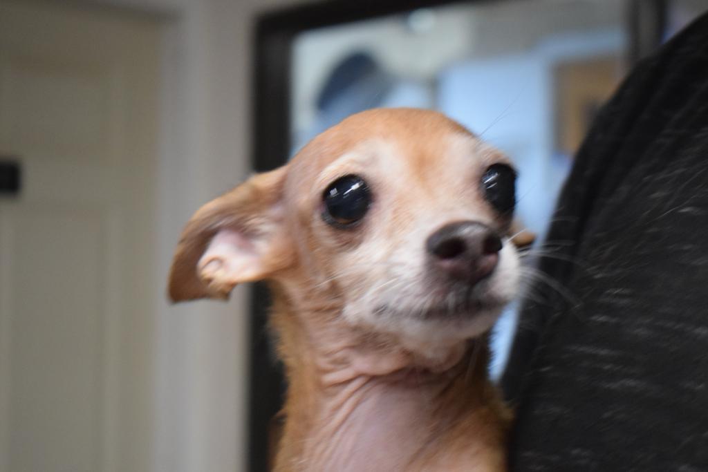 Ramona (L624 D5), Adoptable, Young Female Chihuahua.