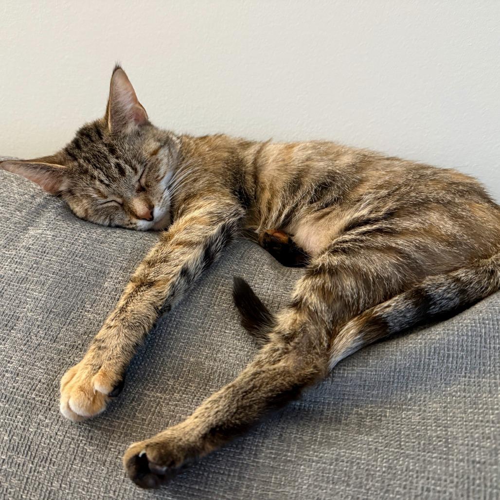 Isabelle, Adoptable, Adult Female Domestic Short Hair.