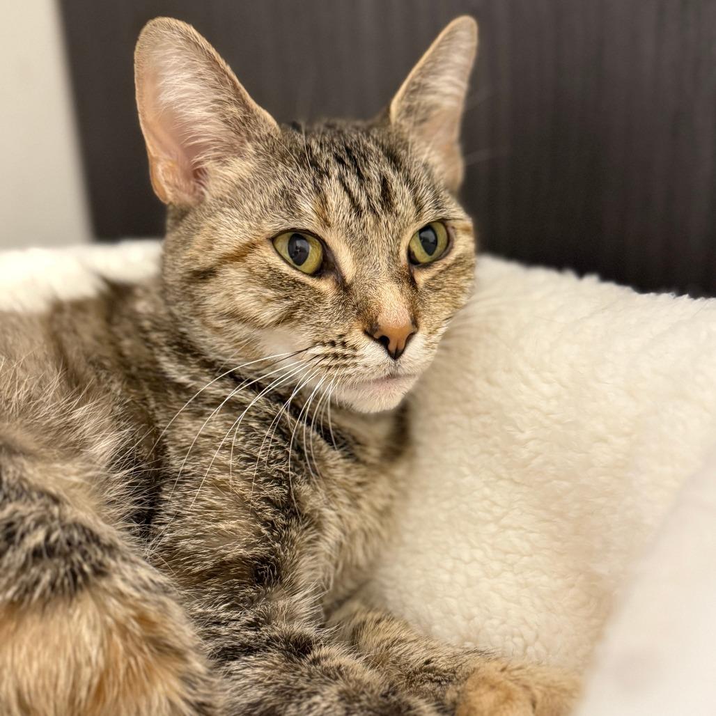 Enlarge Isabelle, a Adoptable Domestic Short Hair in Washington, DC image 3/3