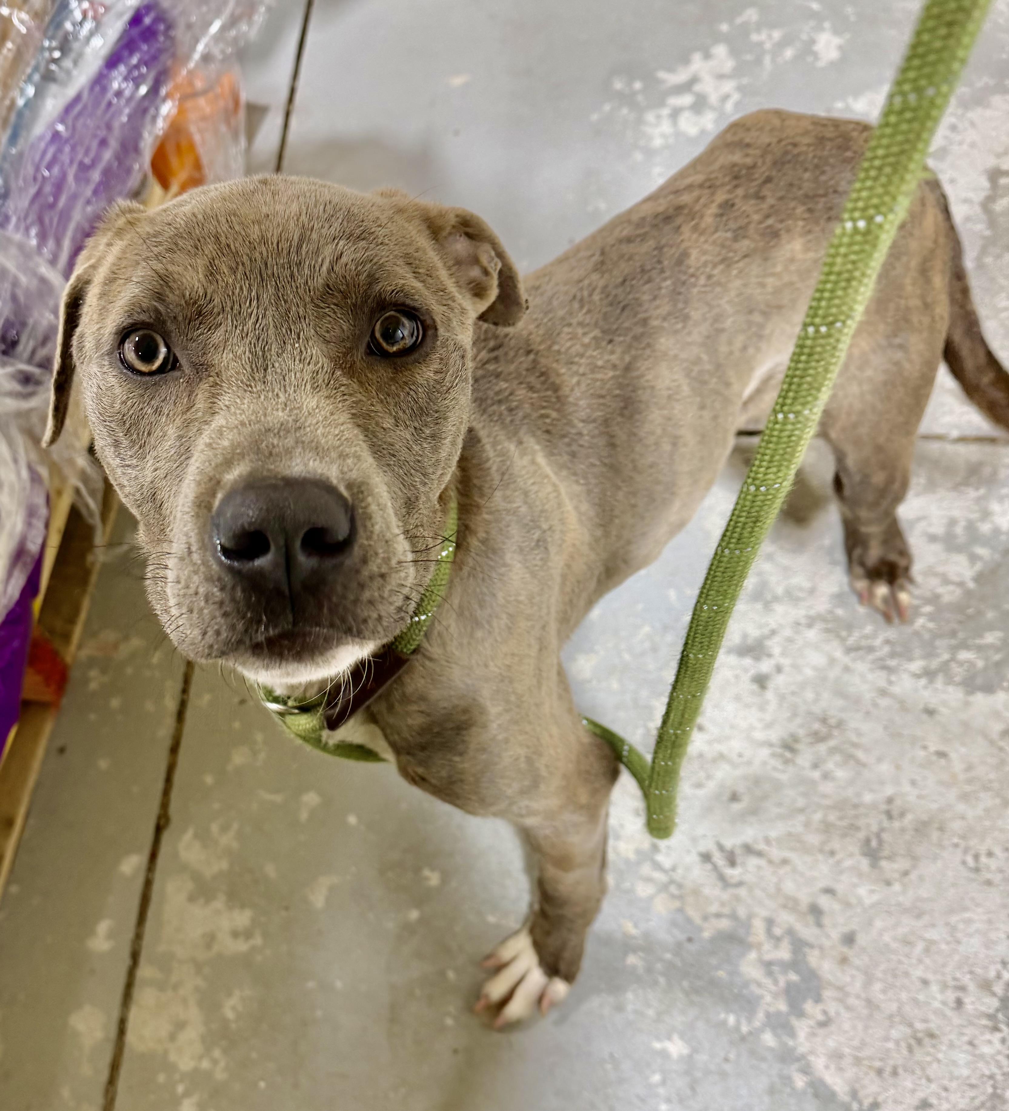 Enlarge Gardner , an adopted mixed breed in Lancaster, SC image 3/4