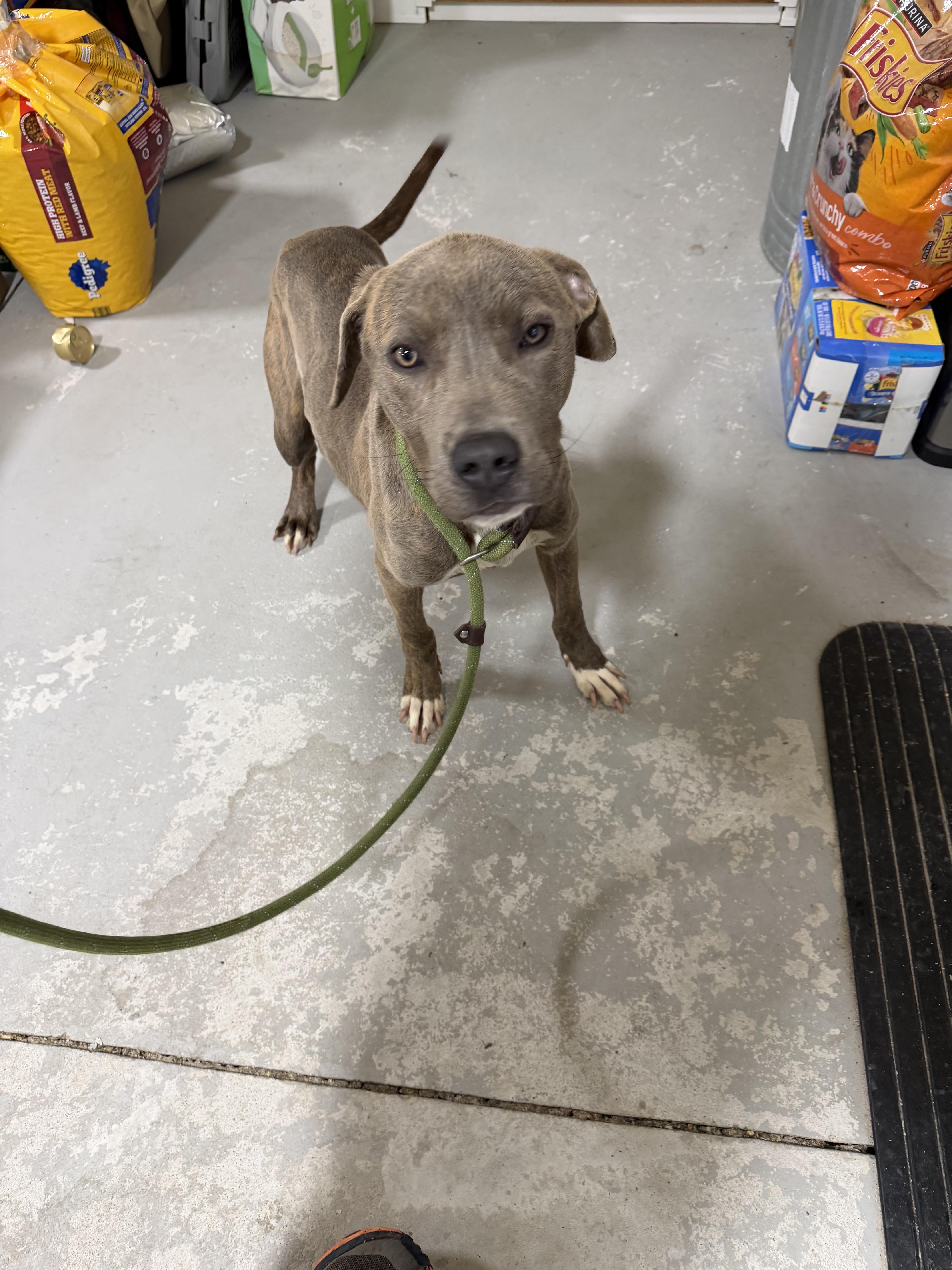 Enlarge Gardner , an adopted mixed breed in Lancaster, SC image 2/4