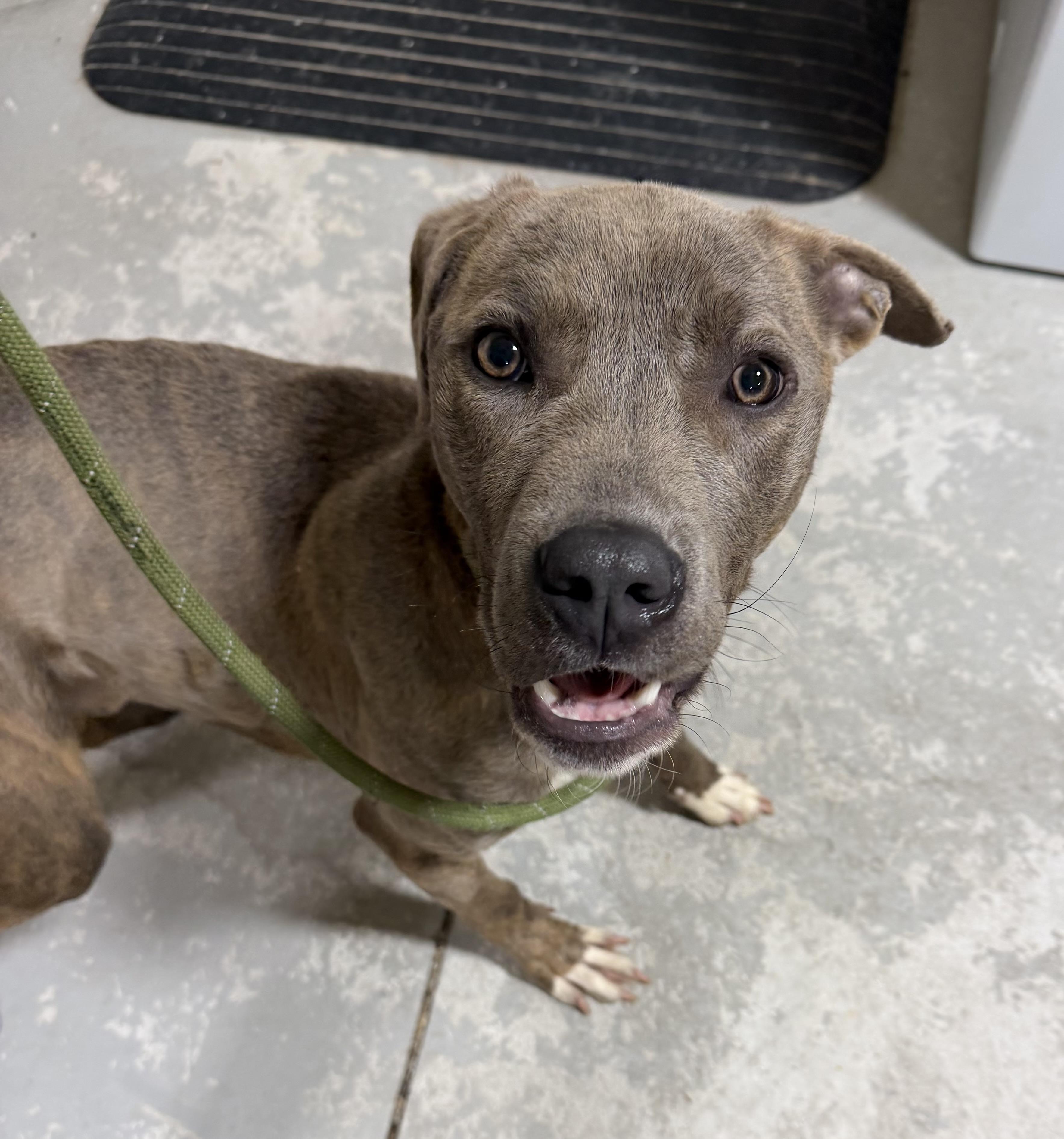 Gardner , adopted, Adult Male Terrier & Retriever.