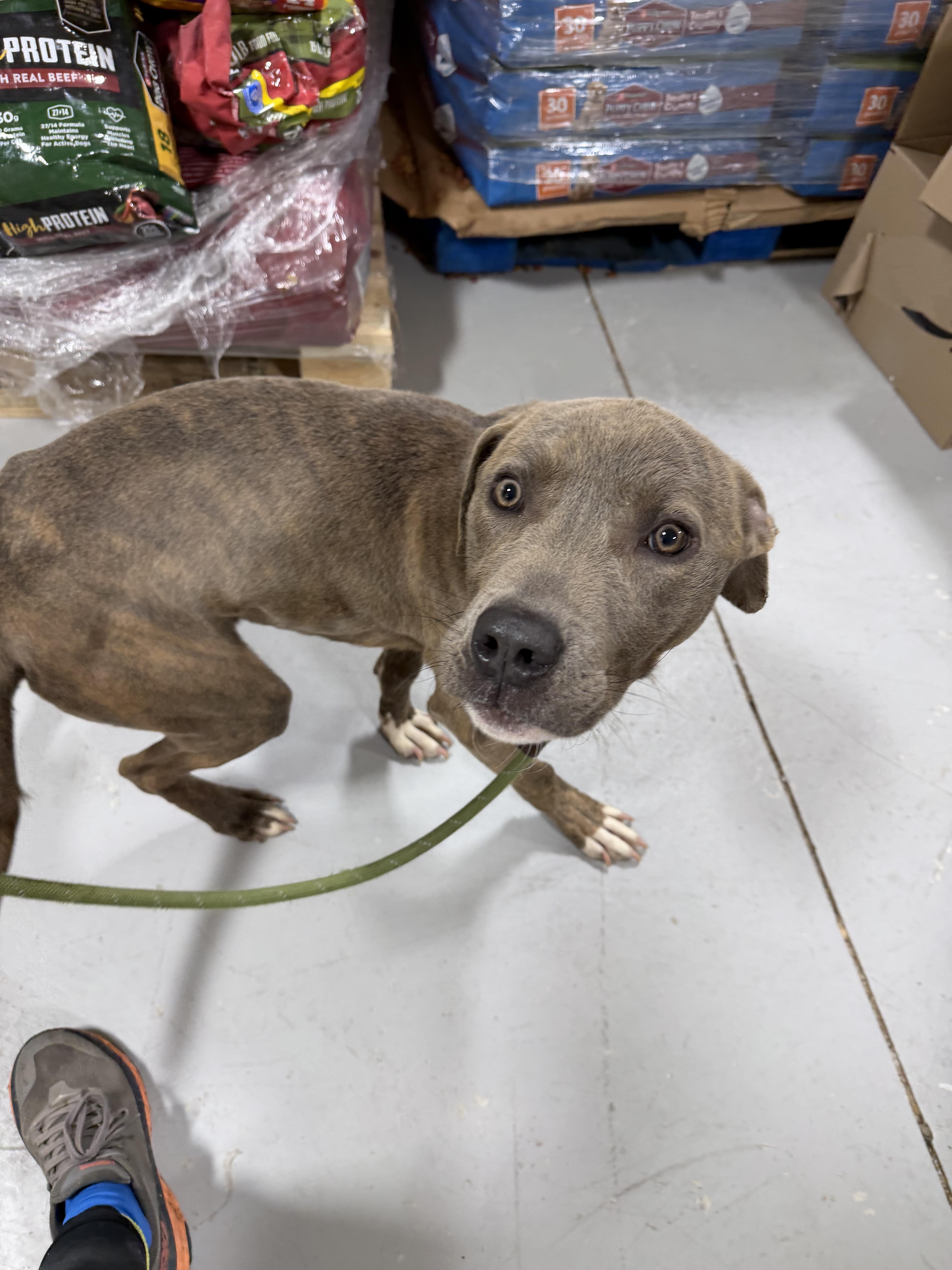 Enlarge Gardner , an adopted mixed breed in Lancaster, SC image 4/4