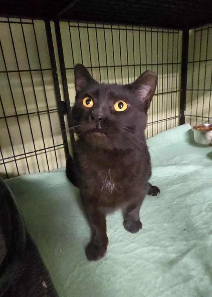 Miss Fortune, Adoptable, Young Female Domestic Medium Hair.