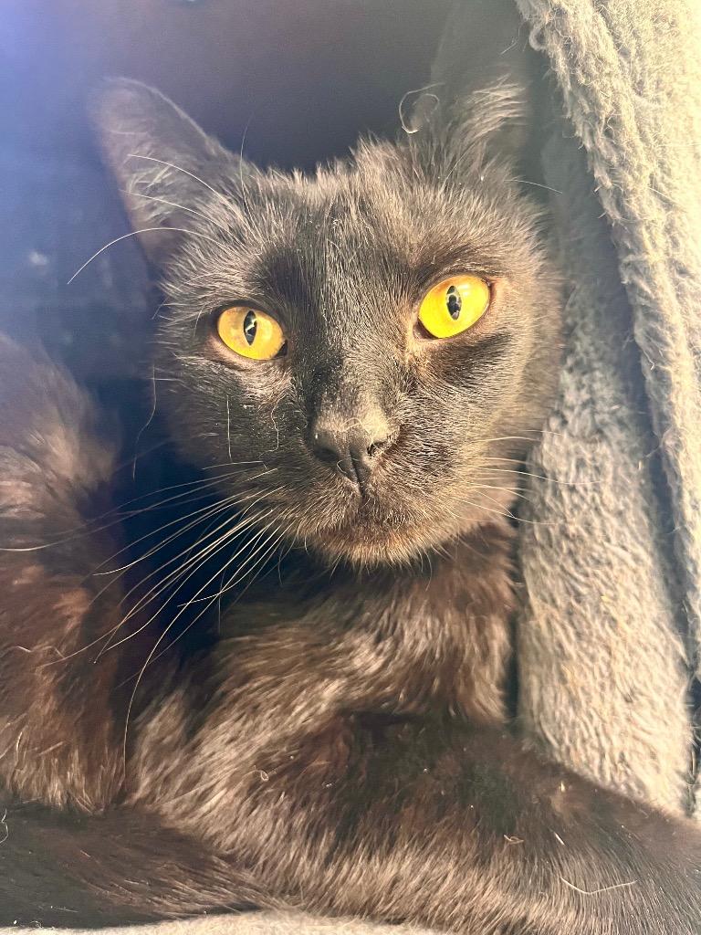 Miss Fortune, a Adoptable mixed breed in Auburn, IN image 2/2