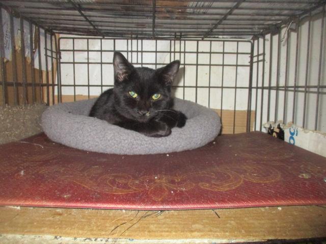 CHUCKIE 1 yr. -needs a home, Adoptable, Adult Male Domestic Short Hair.