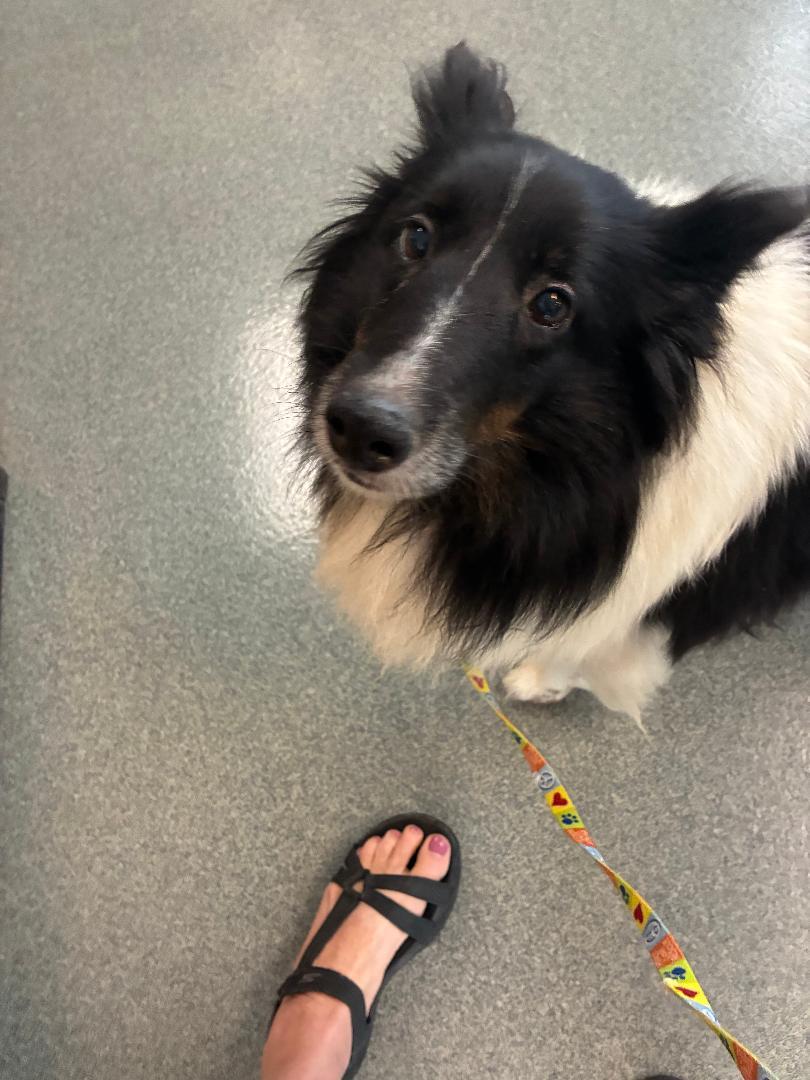 Cassidy, Adopted, Adult Female Shetland Sheepdog / Sheltie.