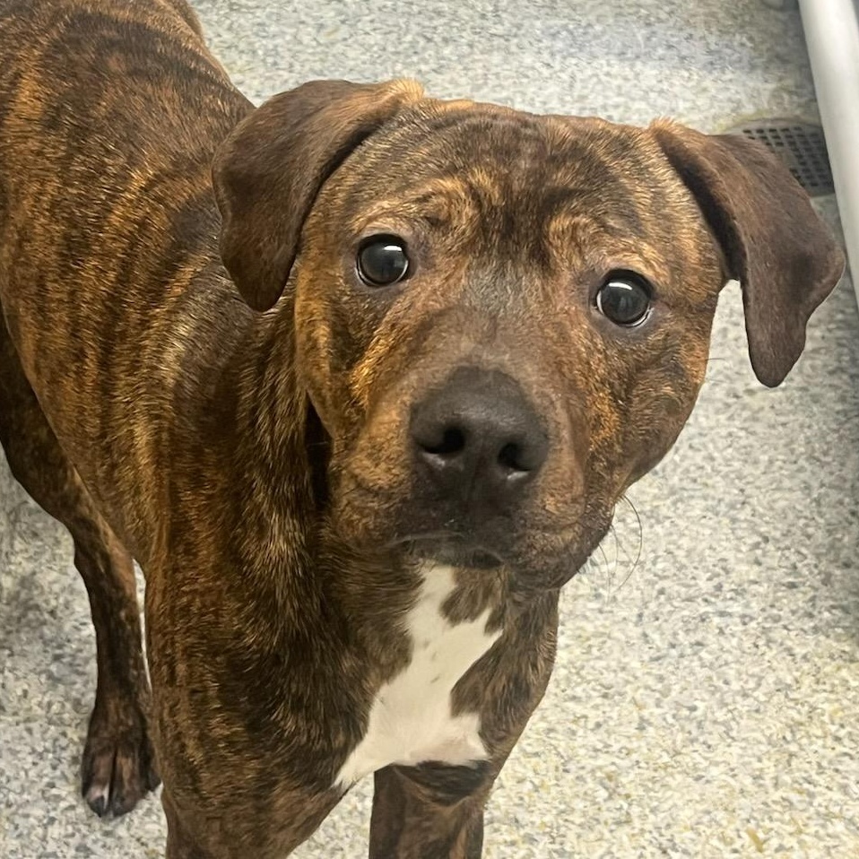 Enlarge Bruno (ID 49705/4325), a ADOPTABLE mixed breed in Manassas, VA image 1/1