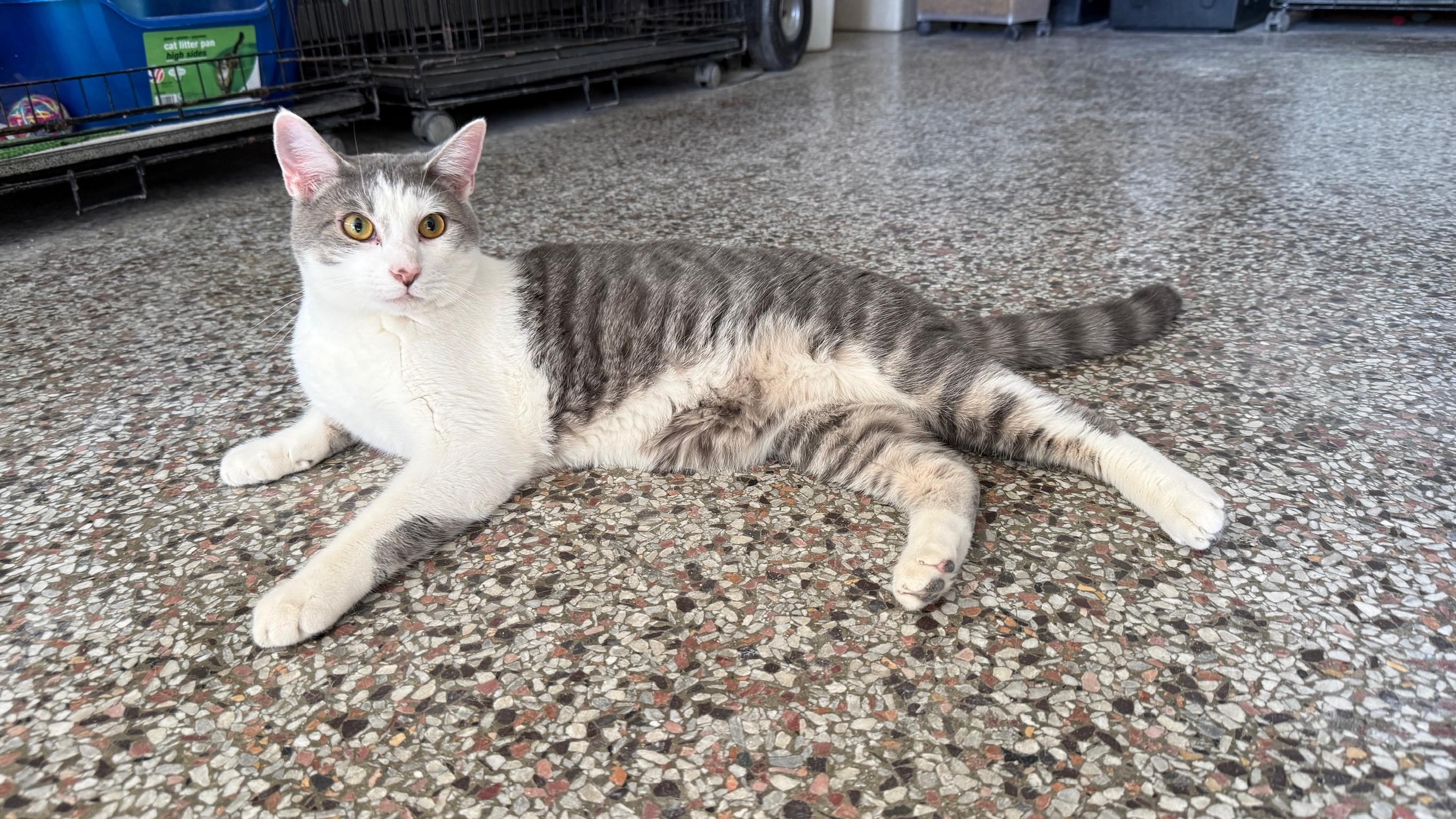 Enlarge Krieger, a Adoptable Domestic Short Hair in Richmond, KY image 1/6