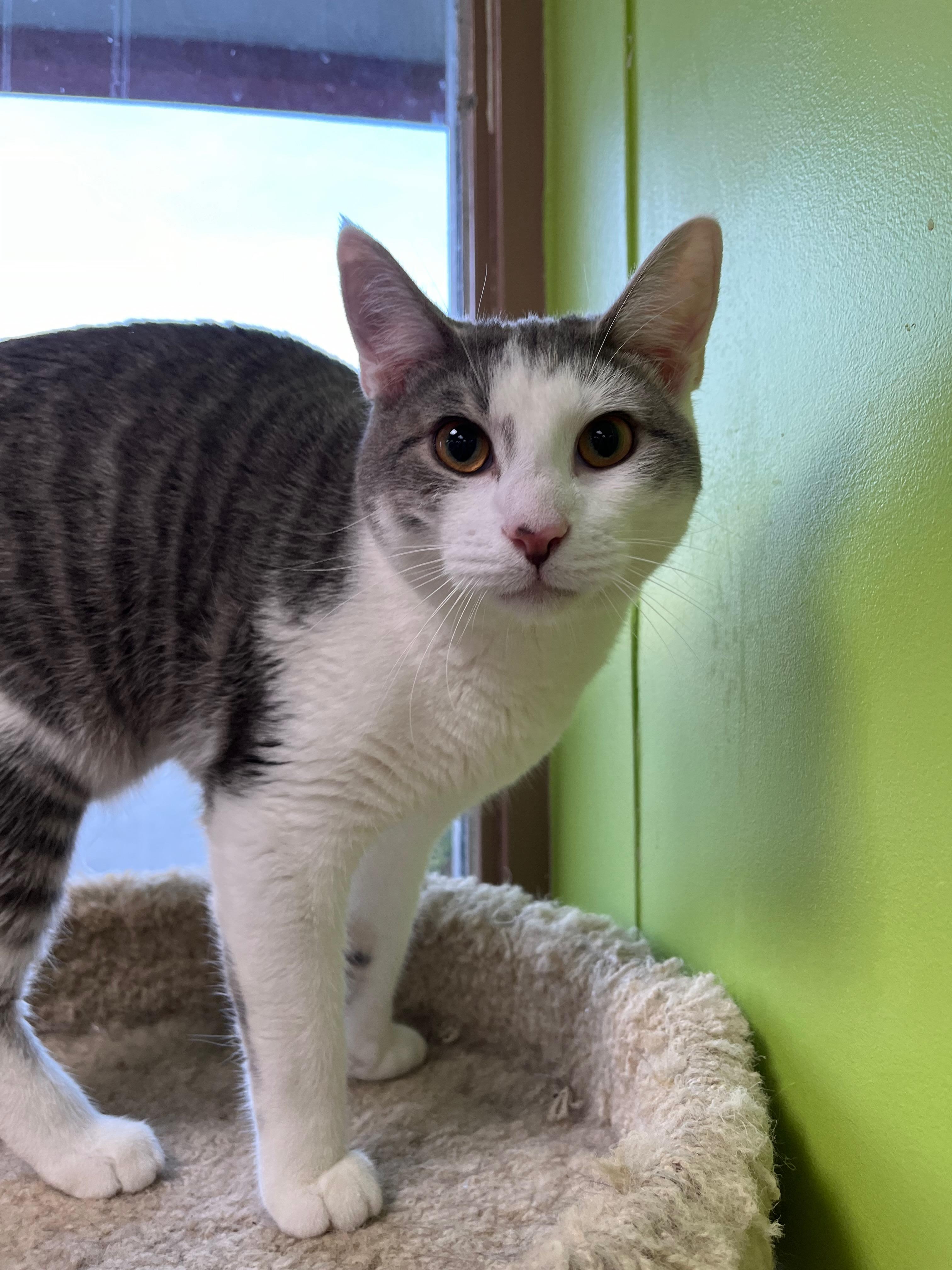 Krieger, a Adoptable Domestic Short Hair in Richmond, KY image 2/6