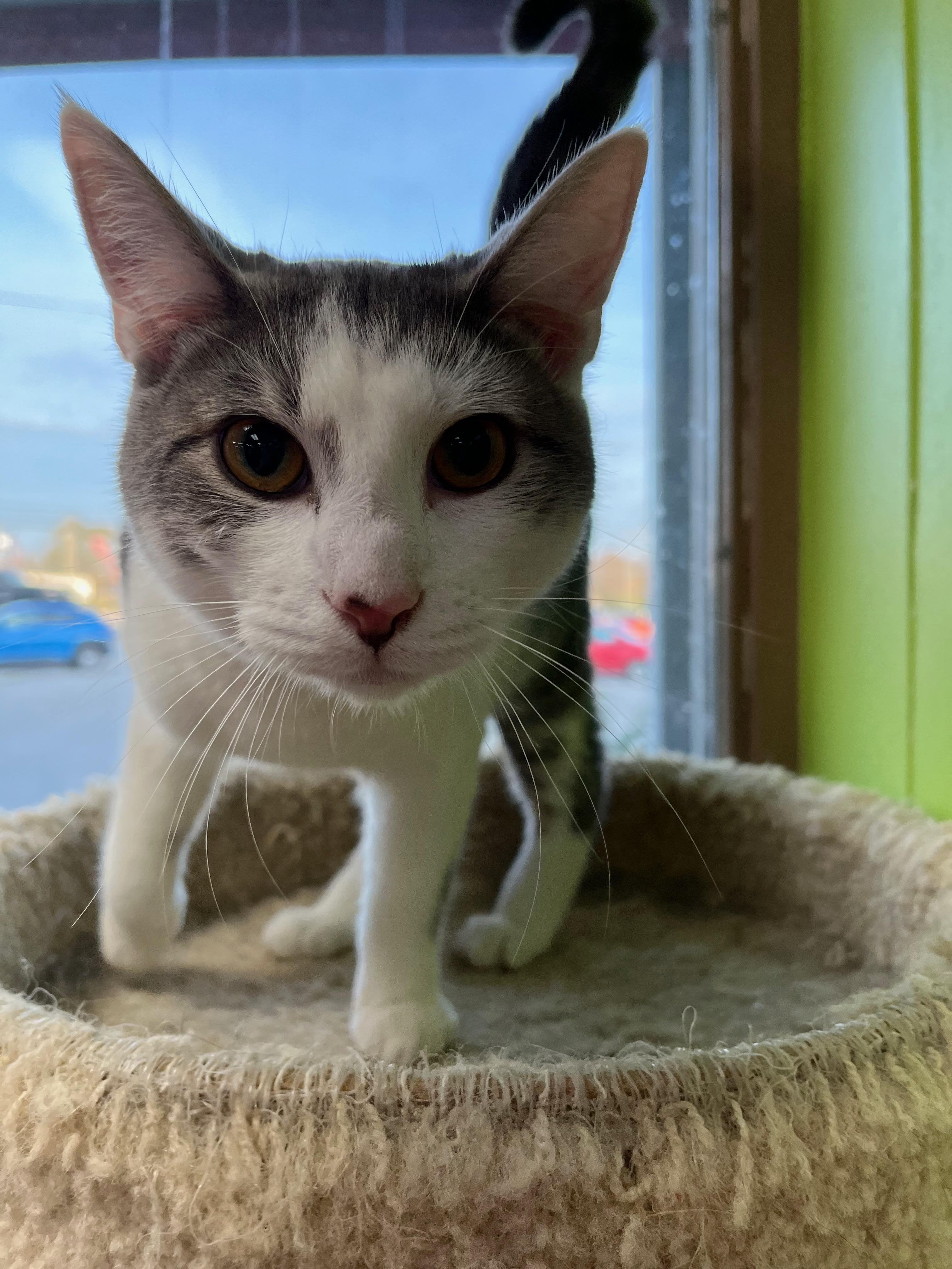 Krieger, a Adoptable Domestic Short Hair in Richmond, KY image 1/6