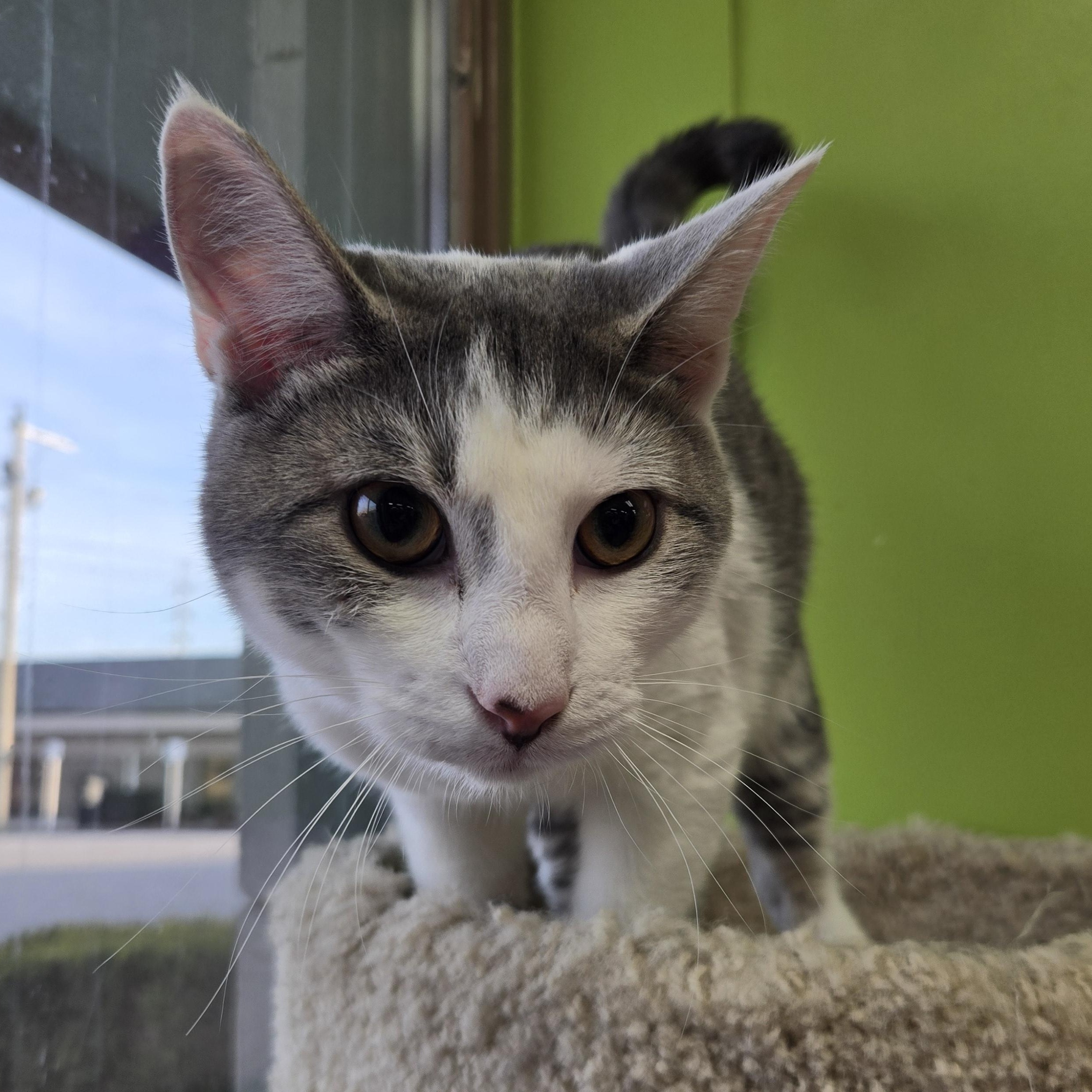 Krieger, a Adoptable Domestic Short Hair in Richmond, KY image 4/6