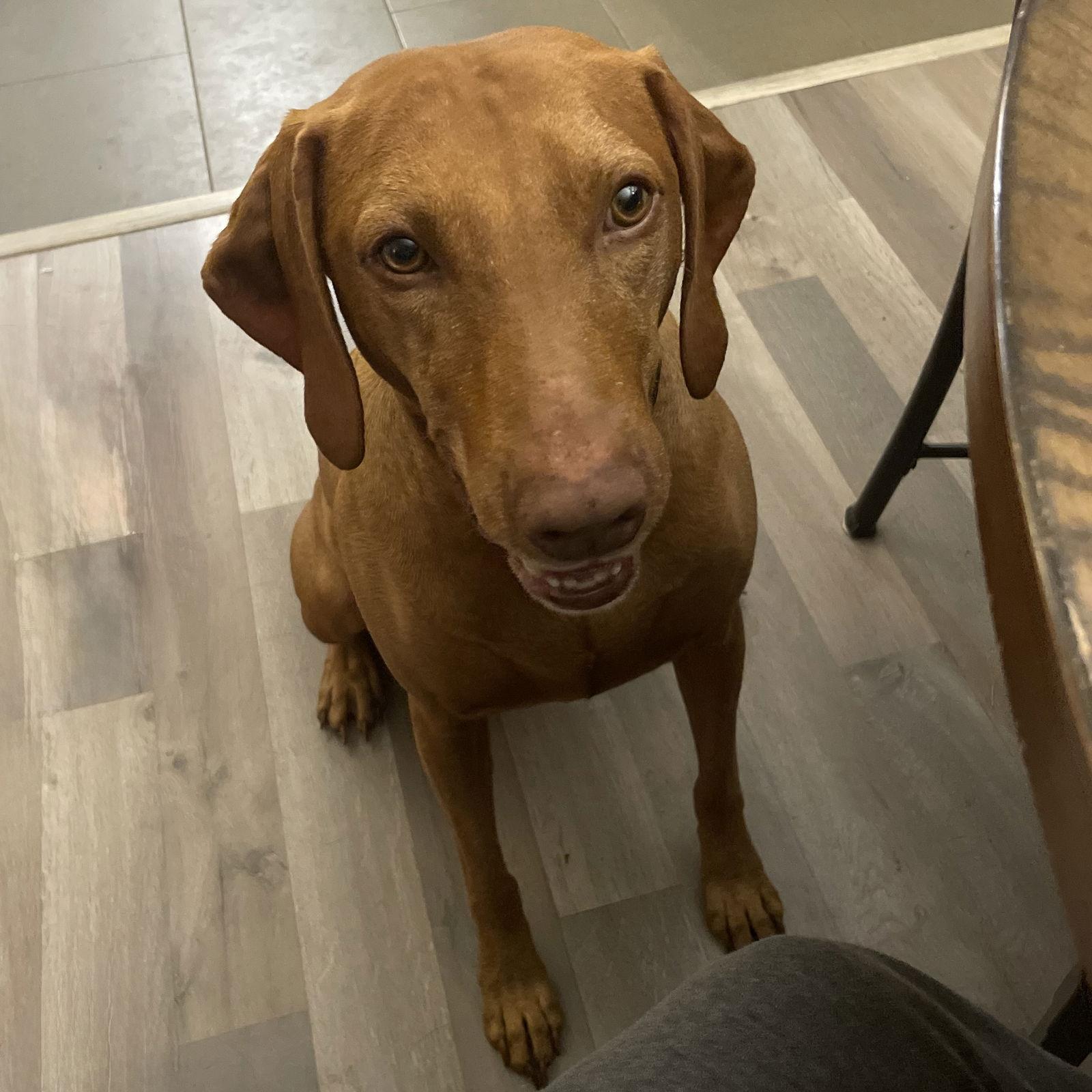 Redd, a Adoptable Vizsla in Fort Worth, TX image 1/2