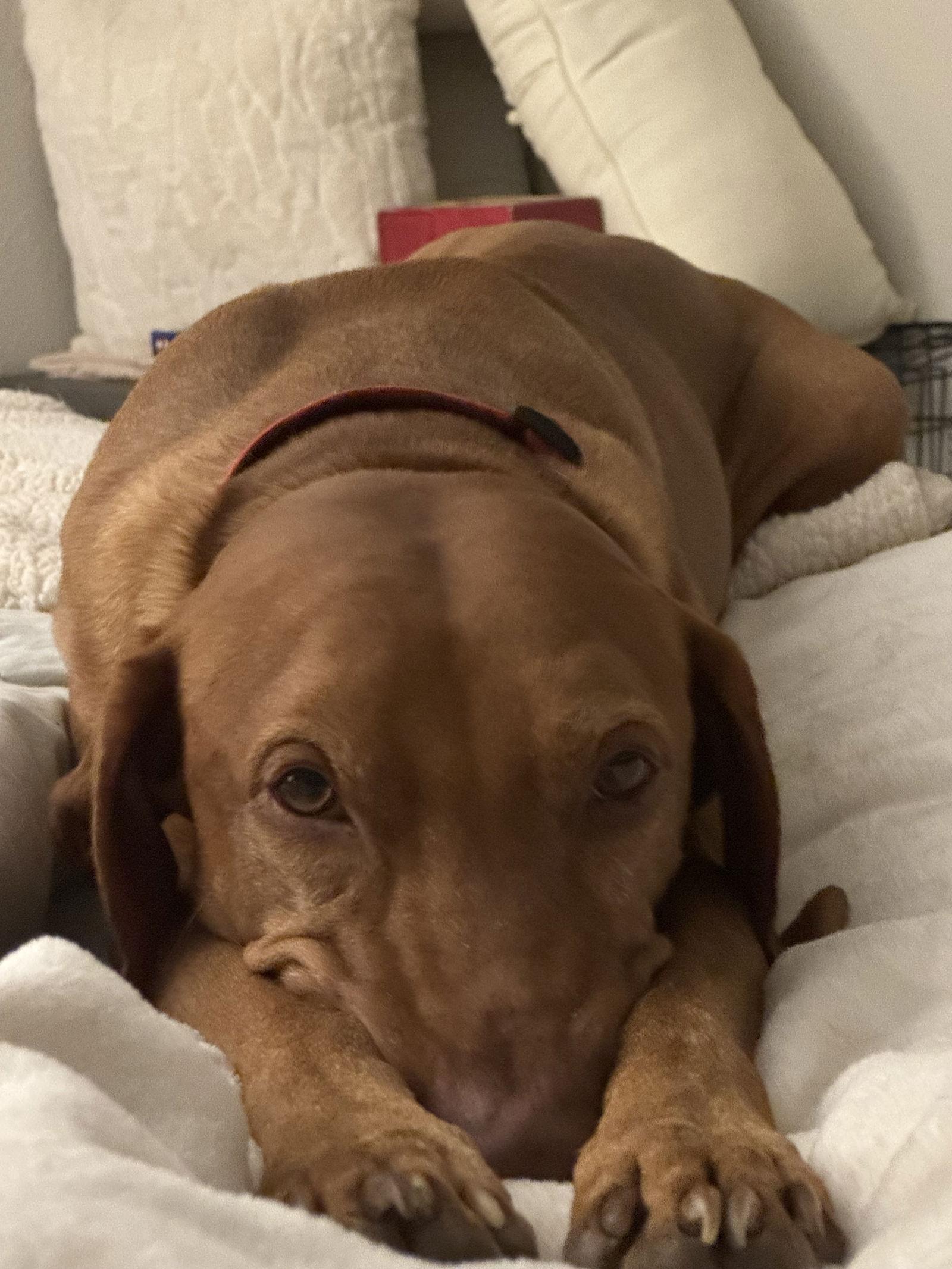 Redd, a Adoptable Vizsla in Fort Worth, TX image 2/2