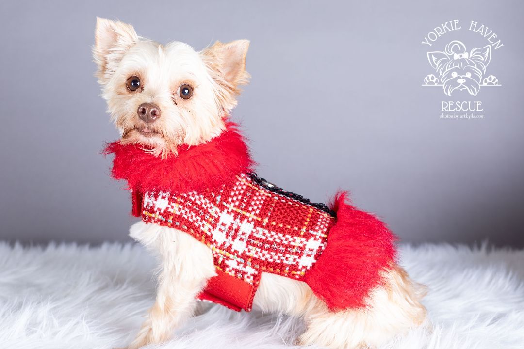 Enlarge Shelby, a Adoptable Yorkshire Terrier in Baton Rouge, LA image 2/6