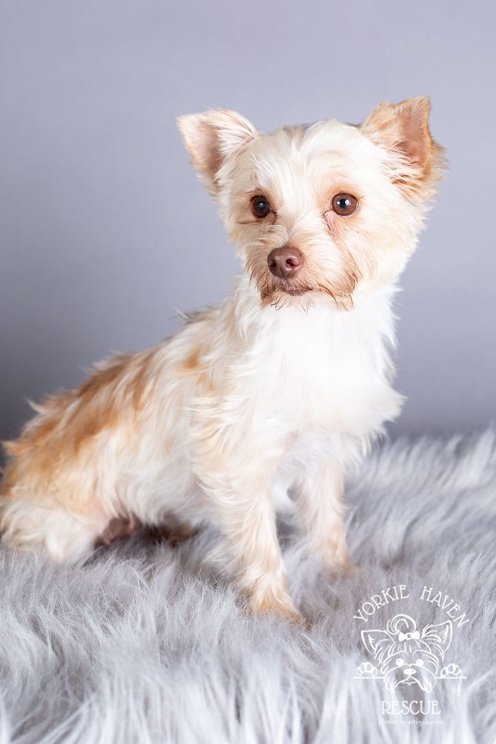Shelby, Adoptable, Adult Female Yorkshire Terrier.