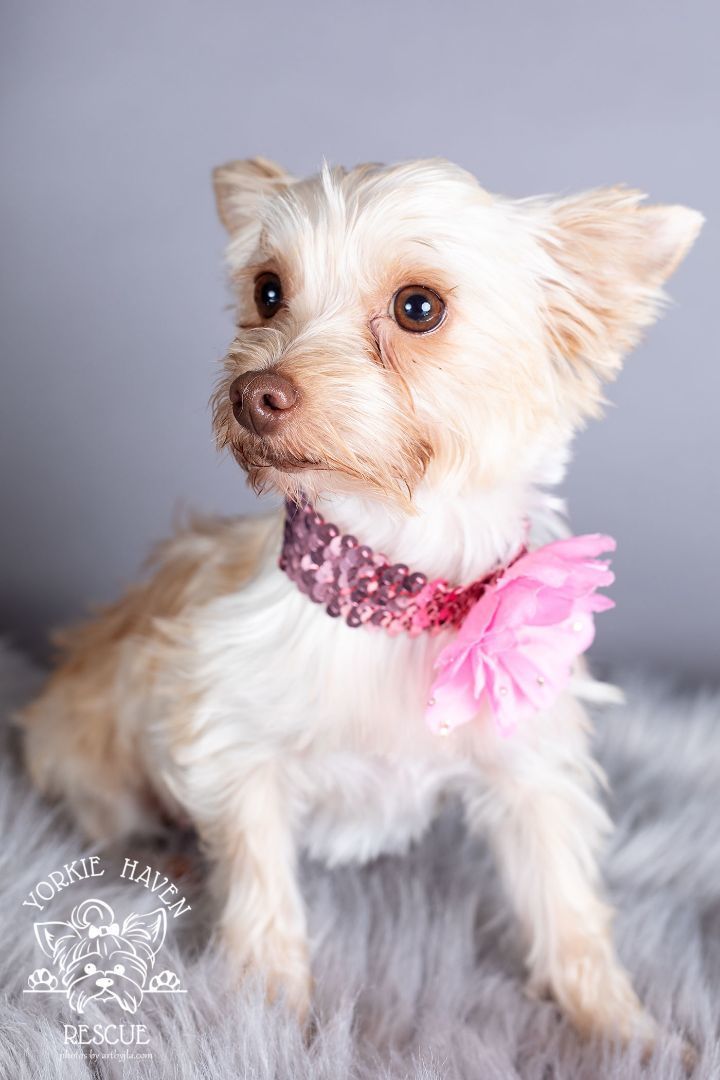 Enlarge Shelby, a Adoptable Yorkshire Terrier in Baton Rouge, LA image 4/6