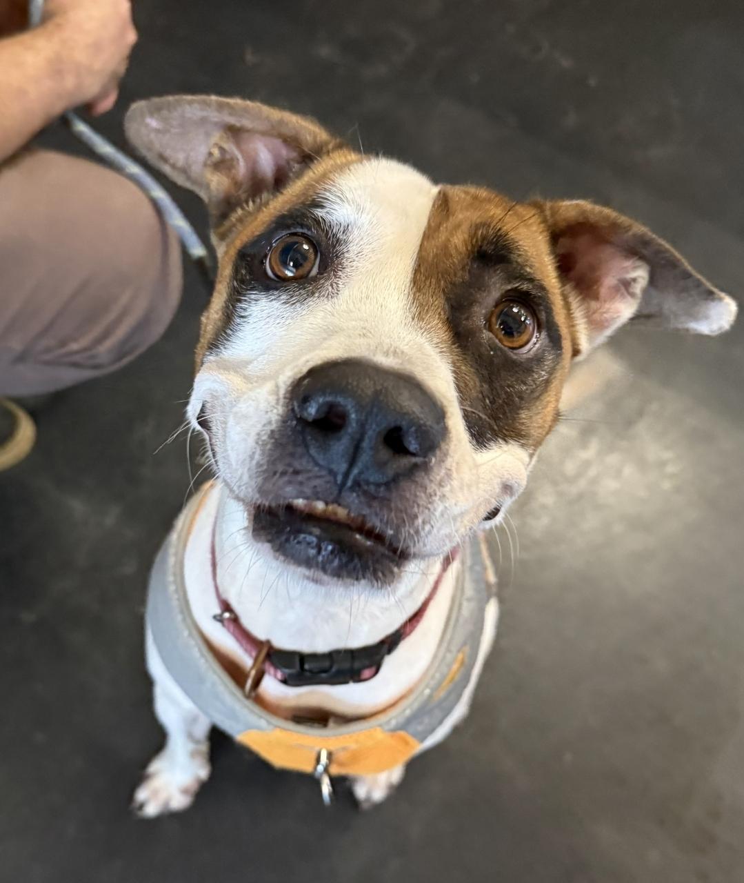 Ivy , ADOPTABLE, Young Female Boxer.