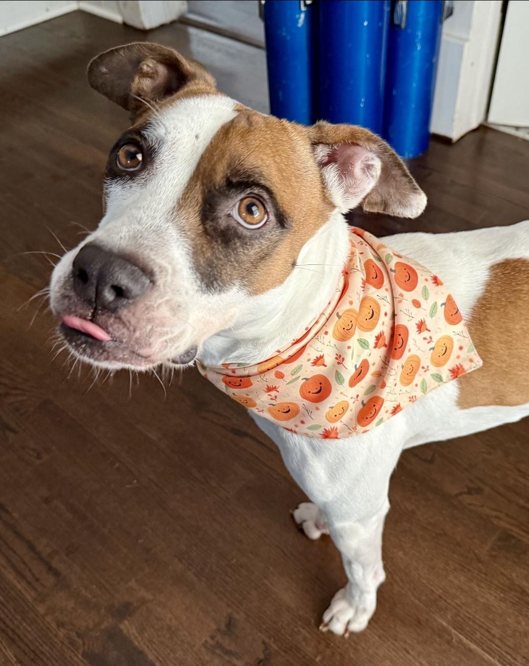 Ivy , a ADOPTABLE mixed breed in Charlotte, NC image 2/3