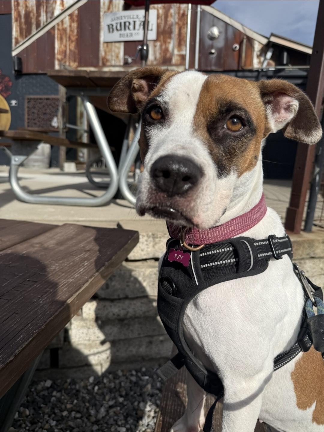 Ivy , a ADOPTABLE mixed breed in Charlotte, NC image 3/3