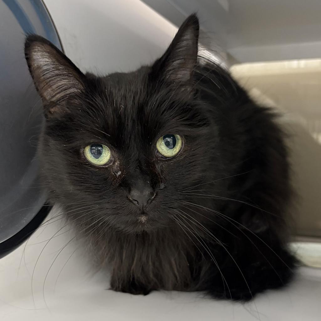 George, Adoptable, Senior Male Domestic Long Hair.