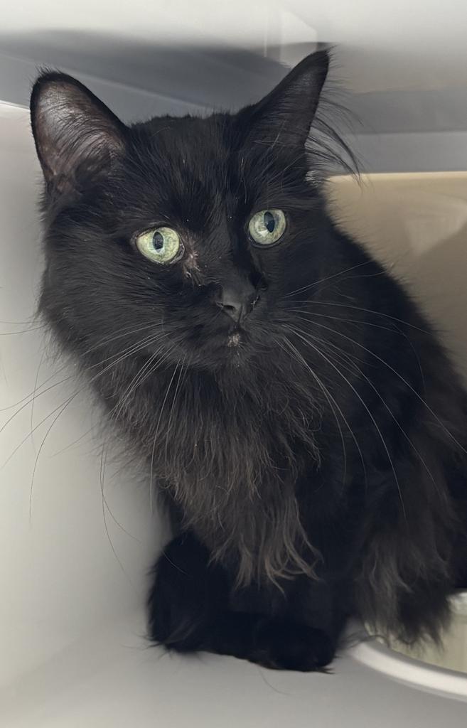 Enlarge George, a Adoptable mixed breed in Saint Paul, MN image 2/4