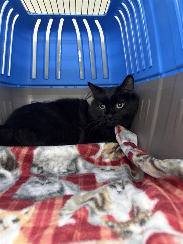 Enlarge George, a Adoptable mixed breed in Saint Paul, MN image 3/4