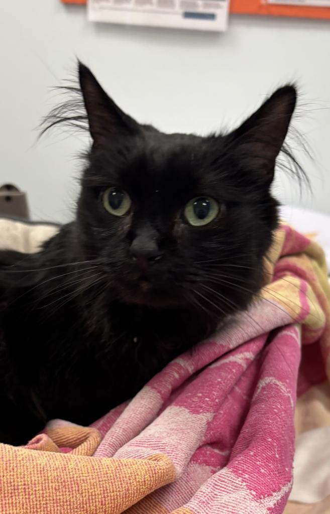 Enlarge George, a Adoptable mixed breed in Saint Paul, MN image 4/4