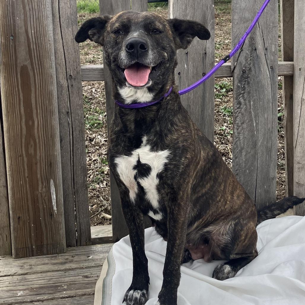 Cameo (Bella), Adoptable, Adult Female Mixed Breed.