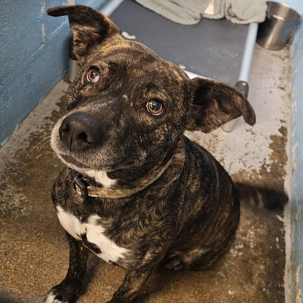 Cameo (Bella), Adoptable, Adult Female Mixed Breed.