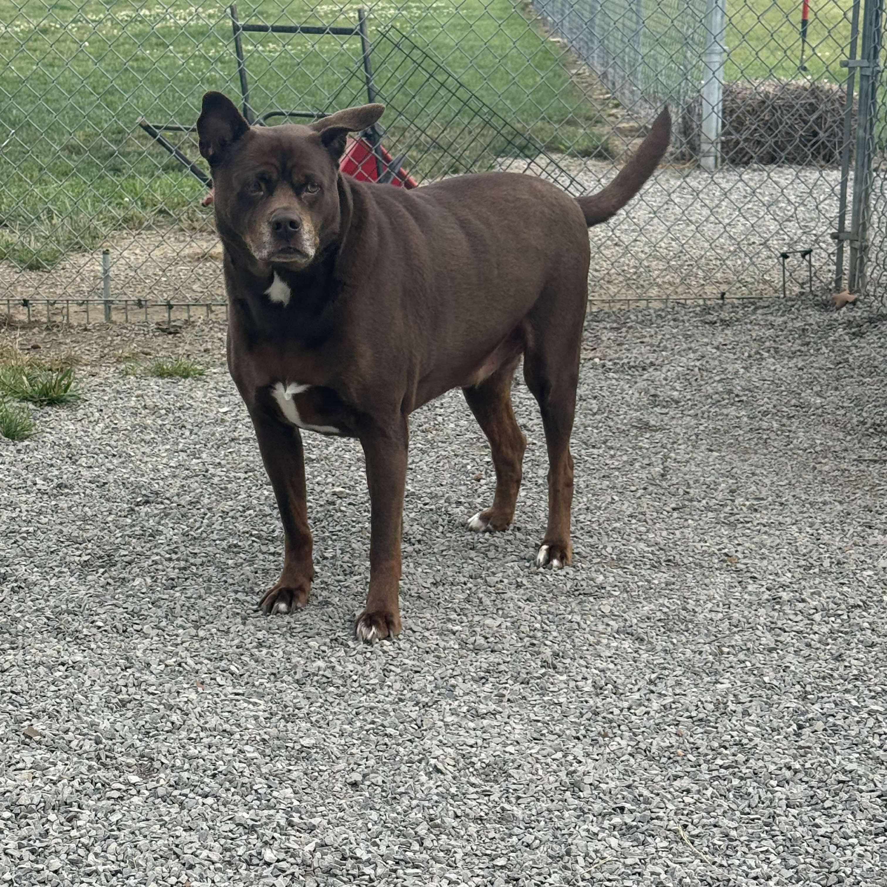 Enlarge Gizmo, SENIOR-FULLY SPONSORED!, a Adoptable mixed breed in Archbold , OH image 2/5