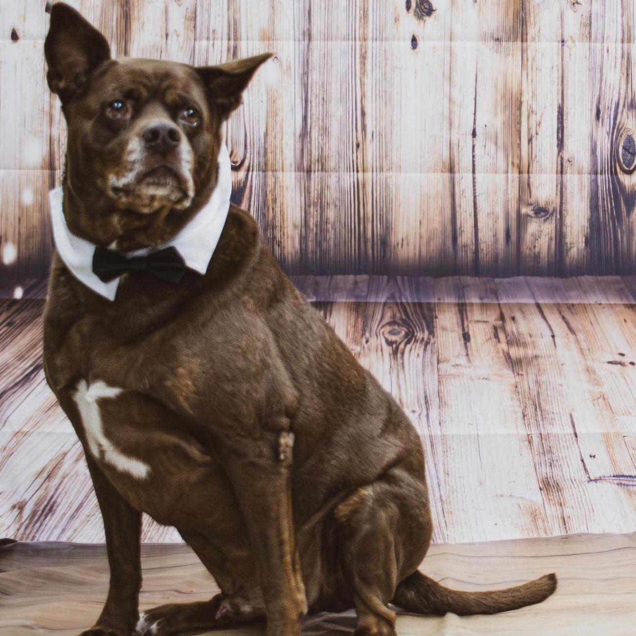 Enlarge Gizmo, SENIOR-FULLY SPONSORED!, a Adoptable mixed breed in Archbold , OH image 3/5