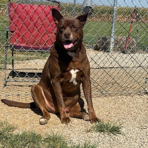 Enlarge Gizmo, SENIOR-FULLY SPONSORED!, a Adoptable mixed breed in Archbold , OH image 4/5