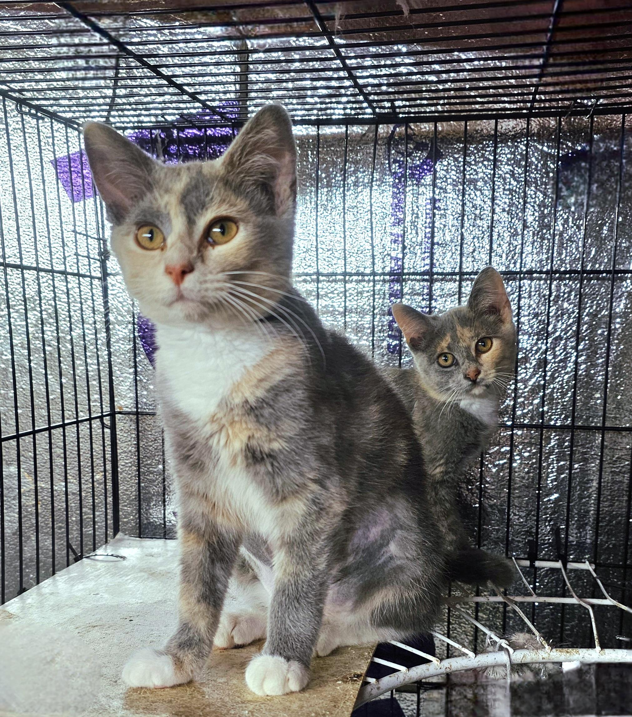 Annie & Oakley