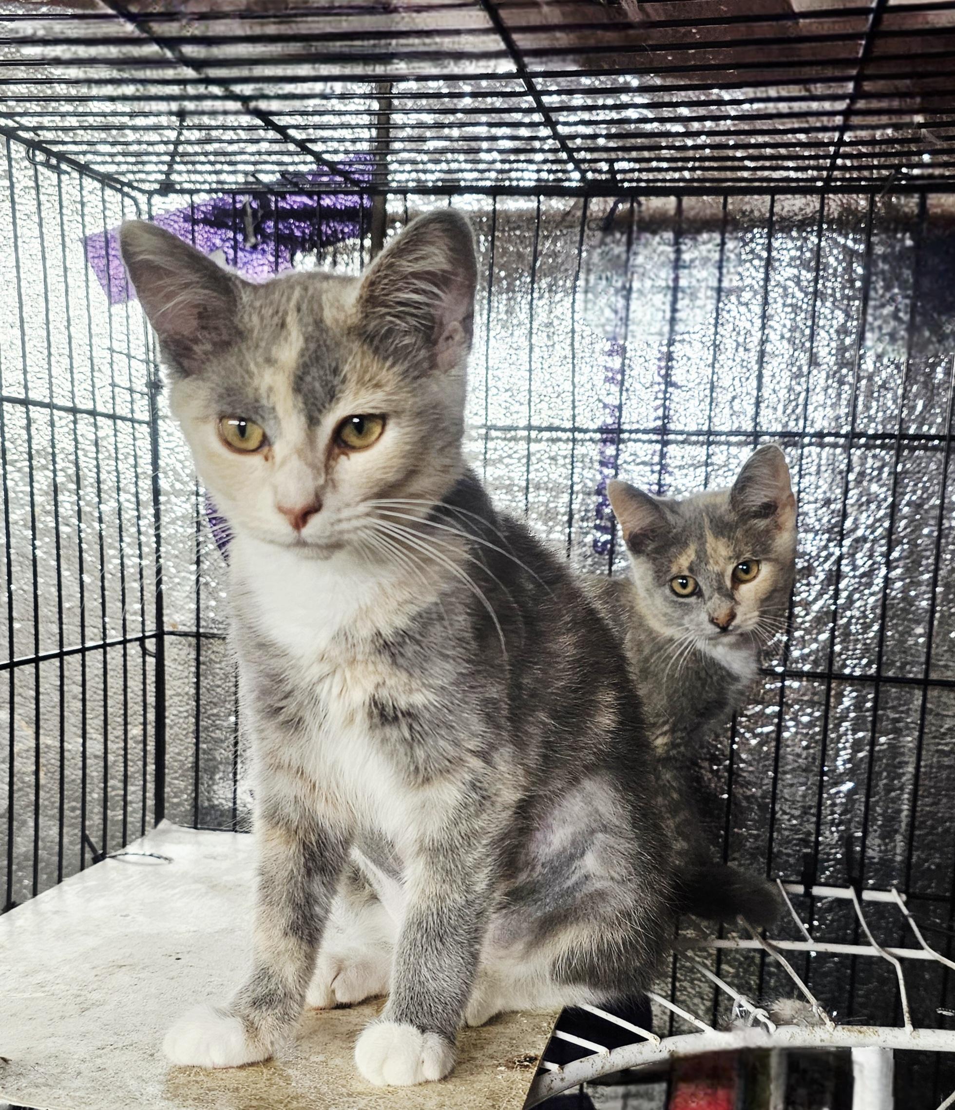 Annie & Oakley