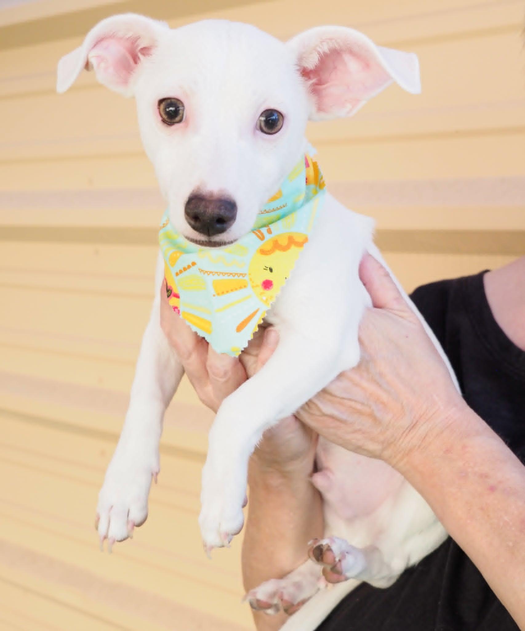 Salt, a ADOPTABLE mixed breed in PHOENIX, AZ image 6/6