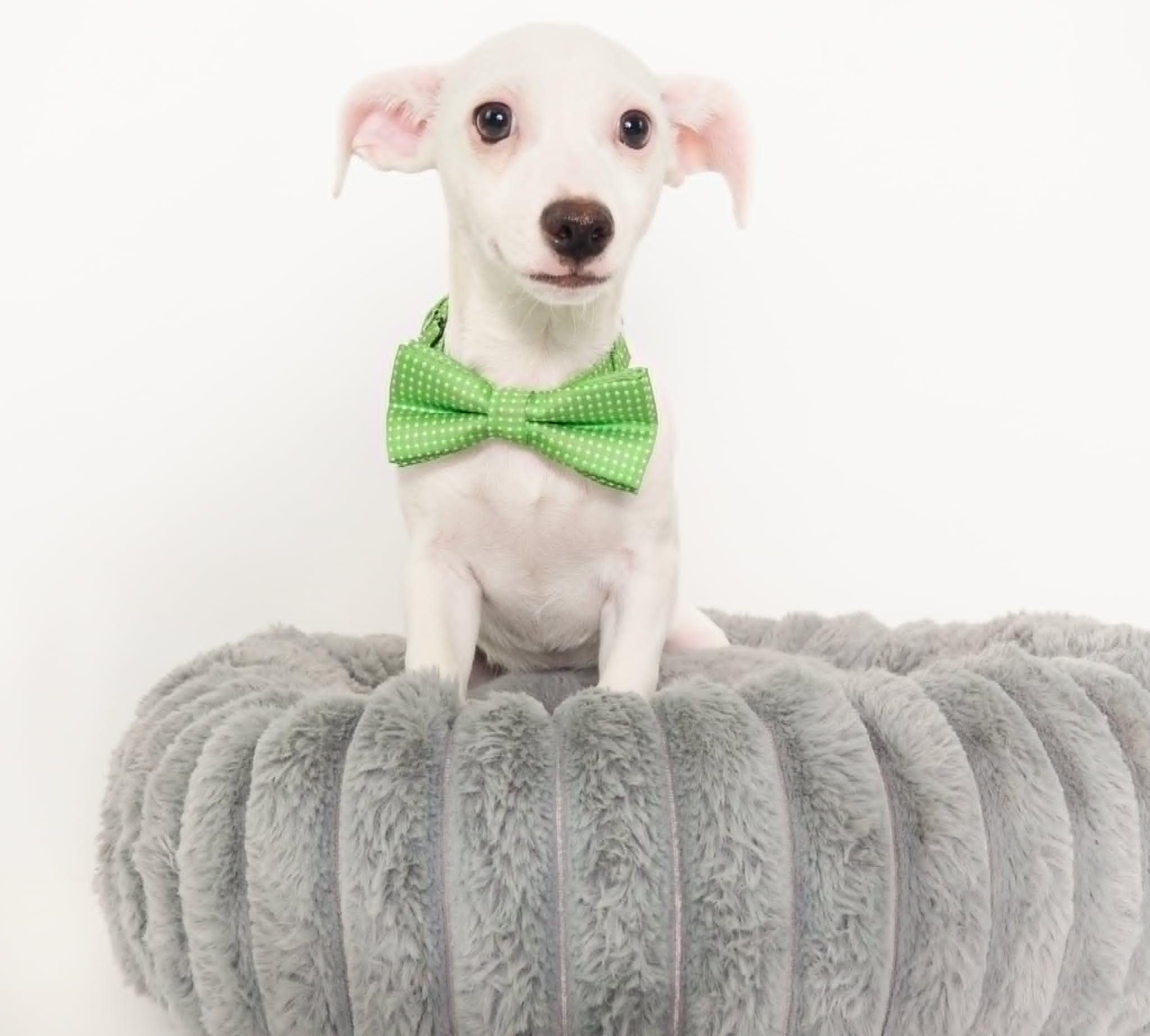 Salt, ADOPTABLE, Puppy Male Chihuahua.