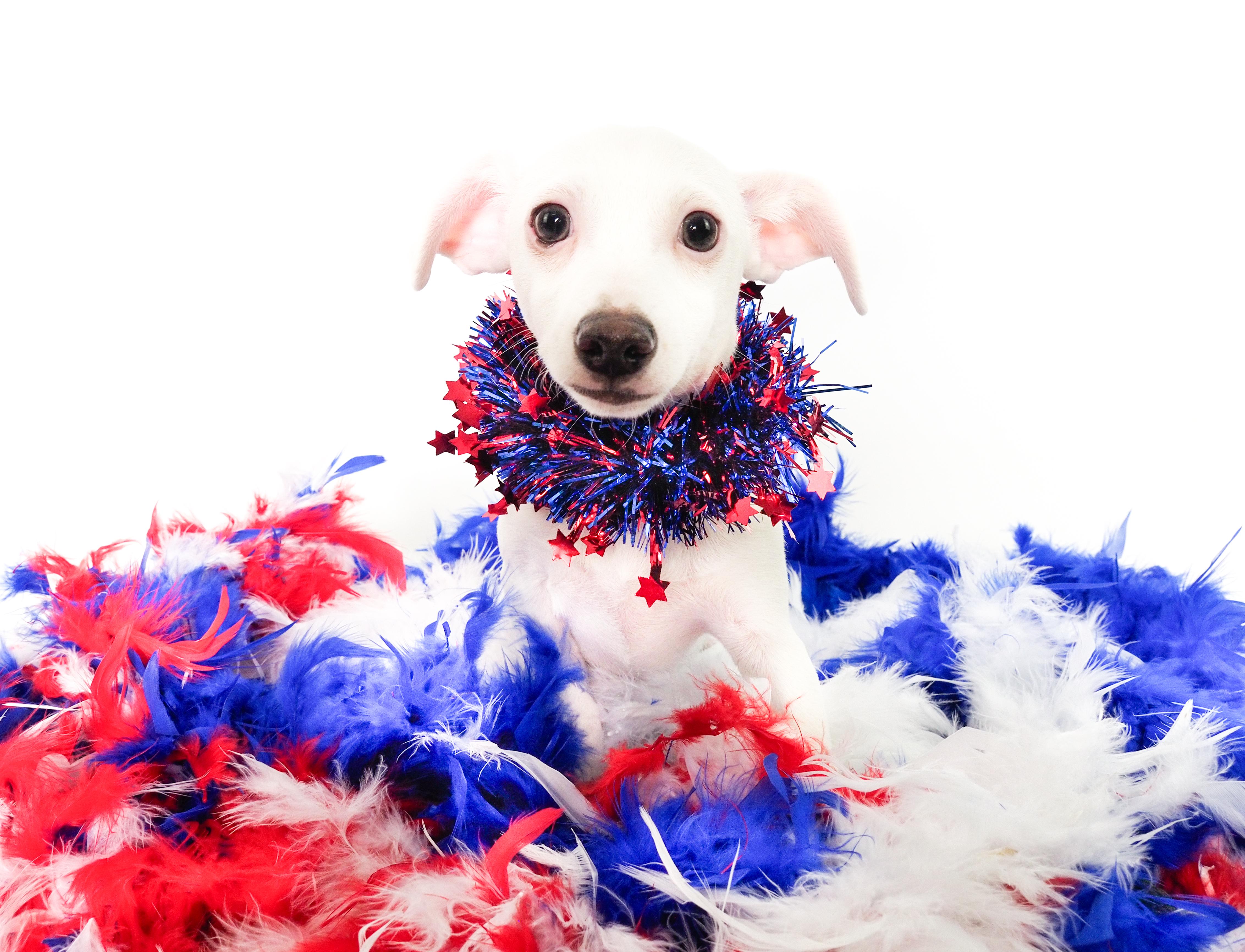 Salt, a ADOPTABLE mixed breed in PHOENIX, AZ image 1/6