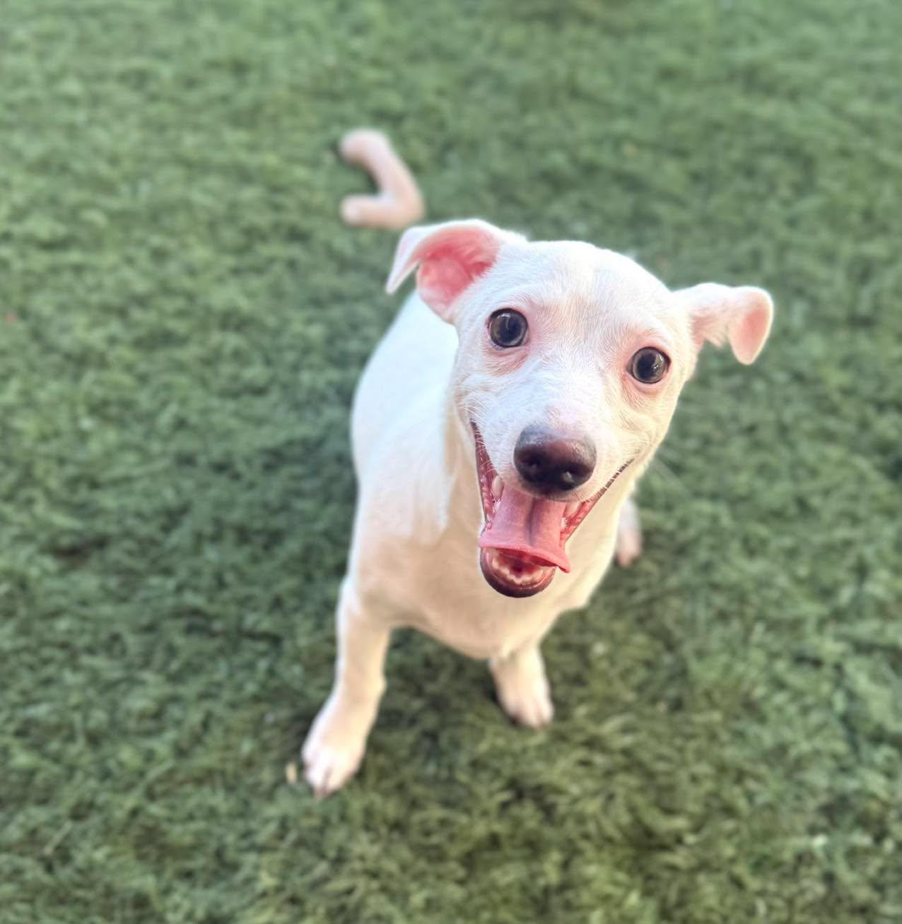 Salt, an adopted mixed breed in PHOENIX, AZ image 2/6